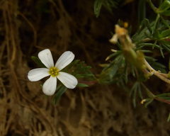 Leptosiphon nuttallii