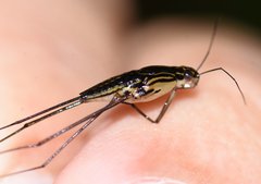 Limnogonus recens