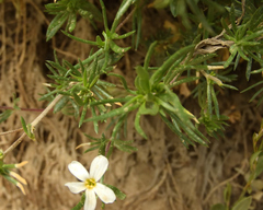 Leptosiphon nuttallii