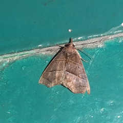 Hypena lollia