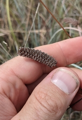 Dalea tenuis