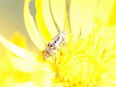 Lithariapteryx abroniaeella