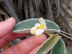 Begonia lealii