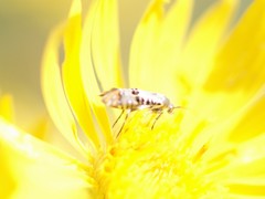 Lithariapteryx abroniaeella