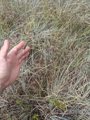 Dalea tenuis