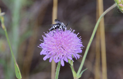 Thyreus histrionicus