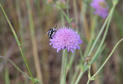 Thyreus histrionicus