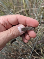Dalea tenuis