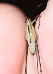 Limnogonus recens