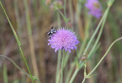 Thyreus histrionicus