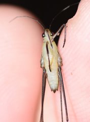 Limnogonus recens