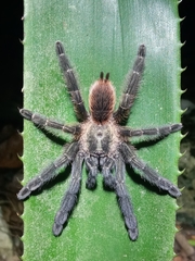 Psalmopoeus victori