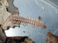 Harpogonopus confluentus
