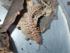 Harpogonopus confluentus