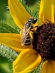 Halictus ligatus