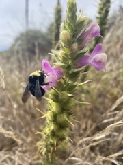 Bombus californicus