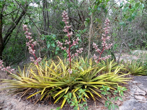 Hohenbergia horrida