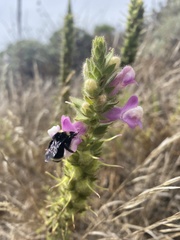 Bombus californicus