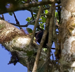 Entomodestes leucotis