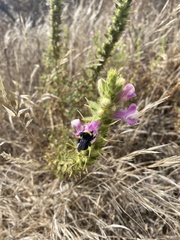 Bombus californicus