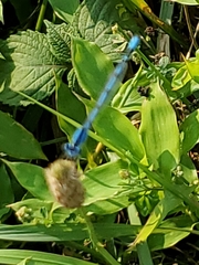 Enallagma