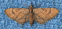 Eupithecia peckorum