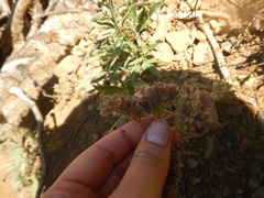 Phacelia leptosepala