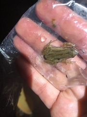 Pseudacris triseriata