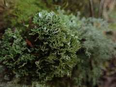 Cladonia sulcata