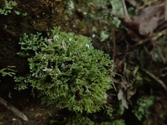 Cladonia sulcata