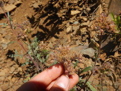 Phacelia leptosepala