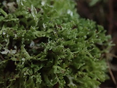 Cladonia sulcata