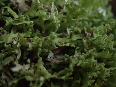 Cladonia sulcata
