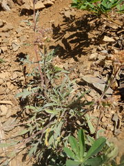 Phacelia leptosepala