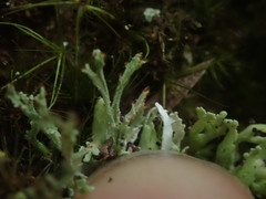 Cladonia sulcata