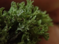 Cladonia sulcata