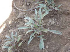 Phacelia leptosepala