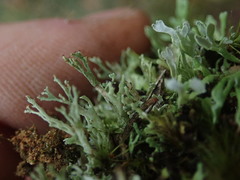 Cladonia sulcata