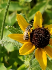 Halictus ligatus