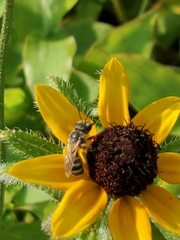 Halictus ligatus