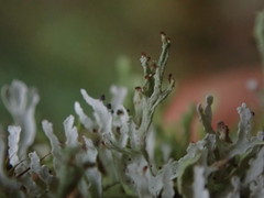 Cladonia sulcata