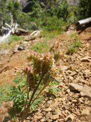 Phacelia leptosepala