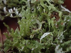 Cladonia sulcata