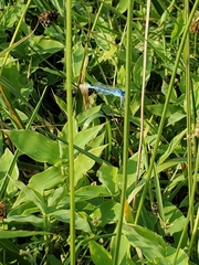 Enallagma