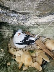 Phaethon lepturus catesbyi