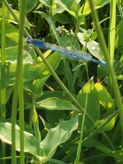 Enallagma