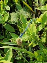 Enallagma