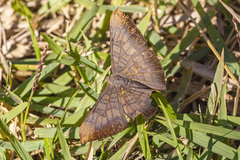 Emesis fastidiosa