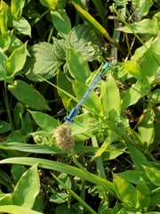Enallagma