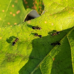 Dolichoderus pustulatus